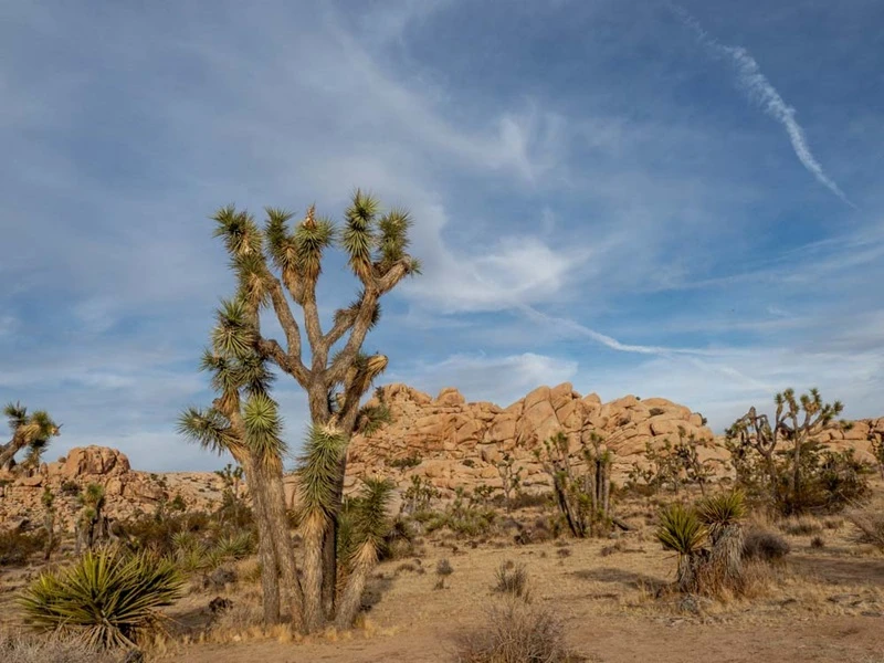 Death Valley and Joshua Tree National Park