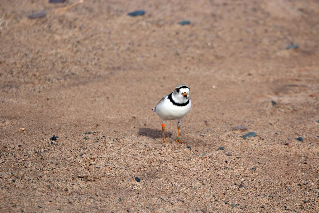 Piping Plover on the Apostle Islands