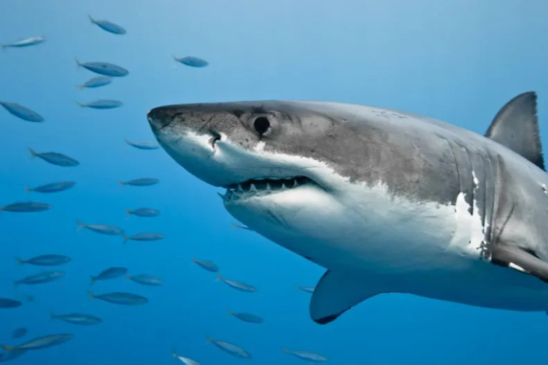 great white shark