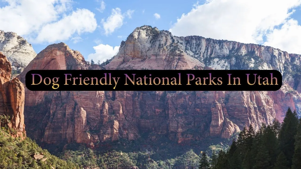 Dog friendly National parks in Utah