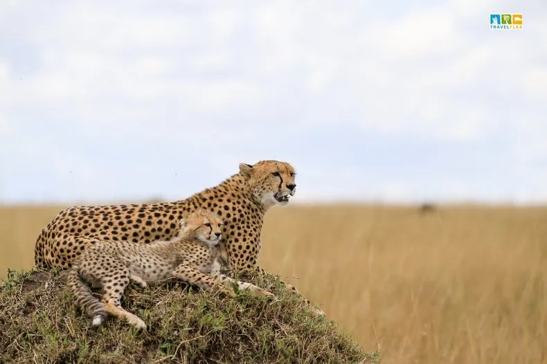 Maasai Mara, Kenya