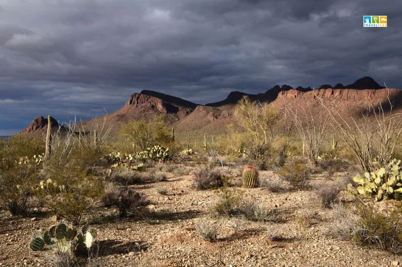 Saguaro National Park, Arizona